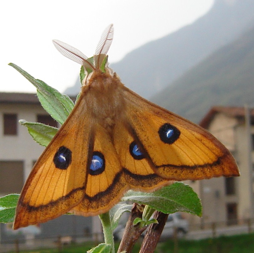 Aglia tau e famiglia